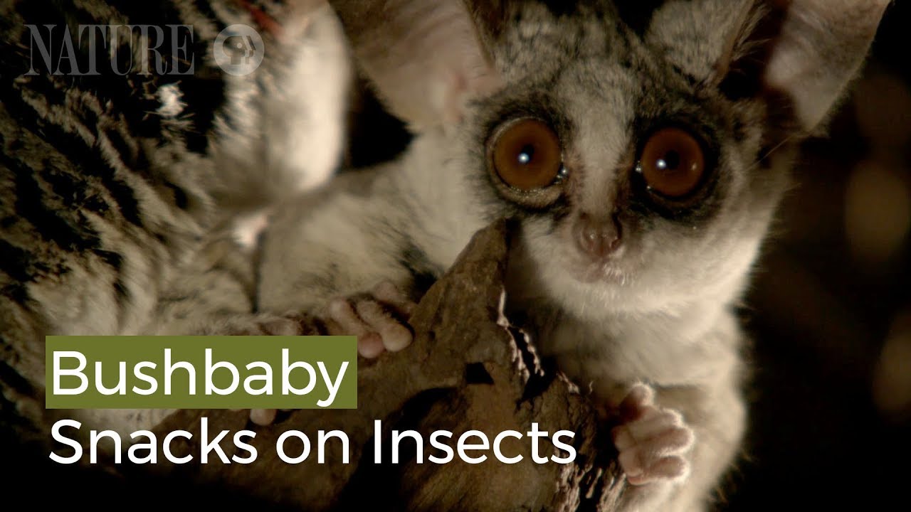 Bushbaby Snacks on Insects
