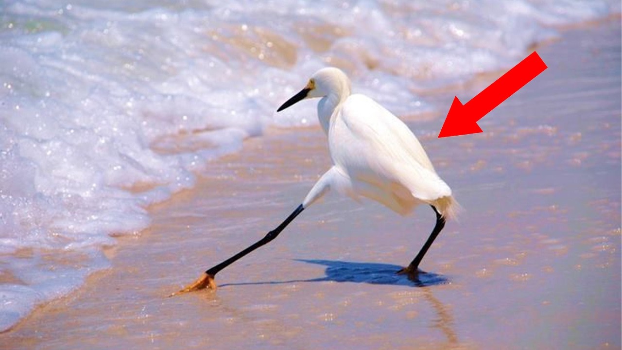 The FUNNIEST Animals Around the World! 😂 NEW Funny Animal Videos 2026