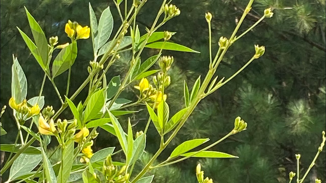 How to grow pigeon peas in zone 8b from start to finish #pigeonpeas