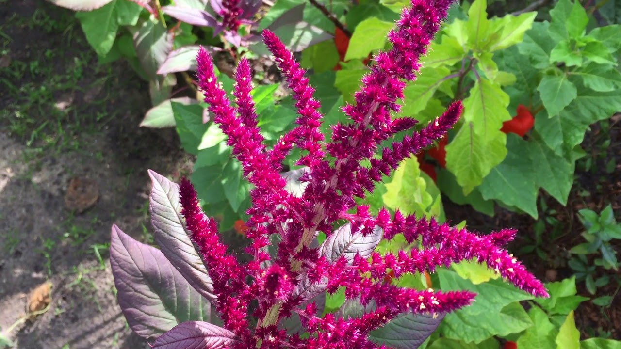 Astilbe (Eden‘s Phönix)