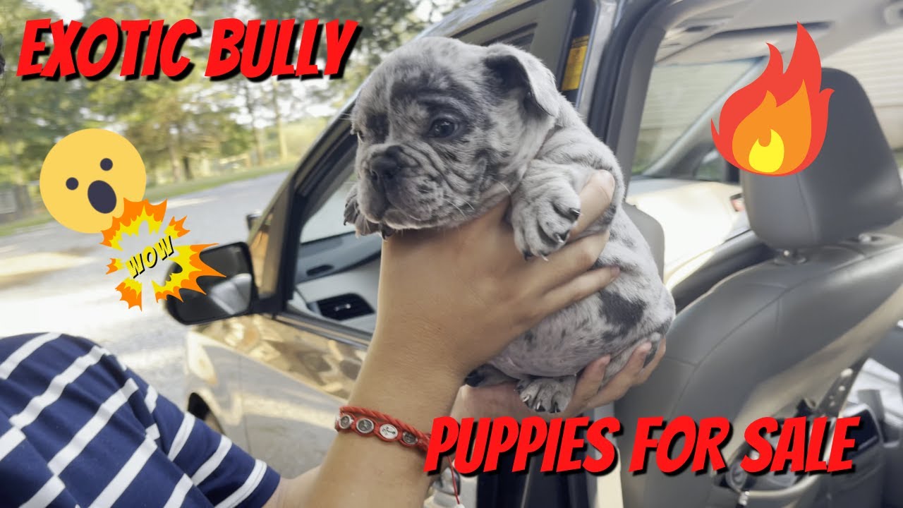 Micro Bully Puppies For Sale! SOLD OUT***