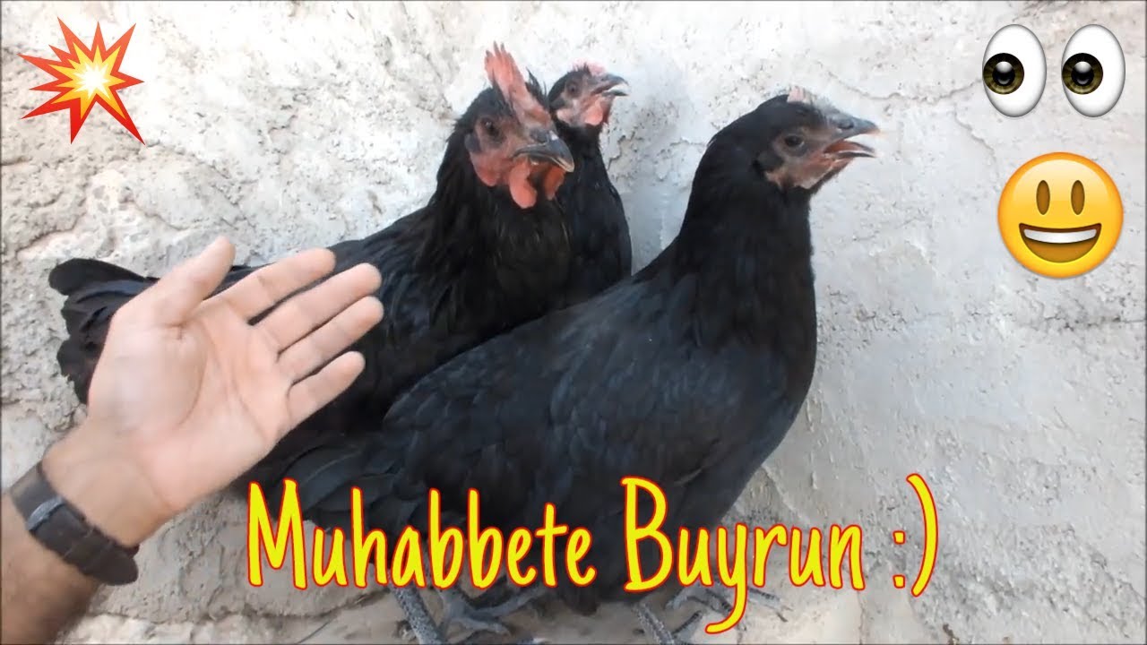 Australorp Yarkalarla &Ouml;ğlen Muhabbeti 😂🐧