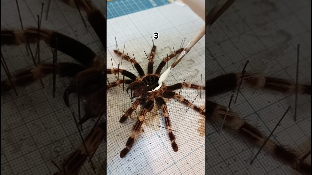 Really glad how 🕷️ turned out!✨ link in bio #spider #oddities #darkart #tarantula #taxidermy #art