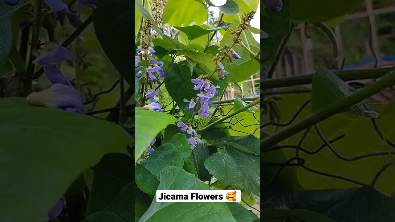 #Jicama Flowers#singkamas 🥰