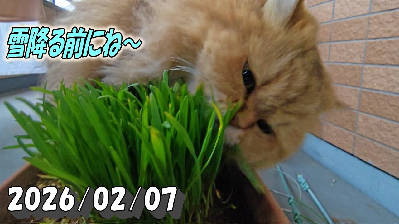 雨や雪が降る前にと頑張って草を食べてるひとみ　Persian cat Hitomi's relaxing days　2026/02/07