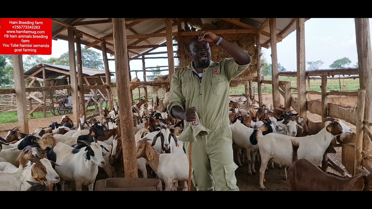 Retirement plan with goats projects or animals projects by hamiisi semanda +256773343283