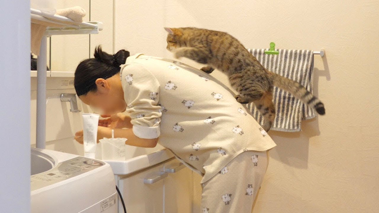 顔を洗っていると背中から忍び寄る猫が…！
