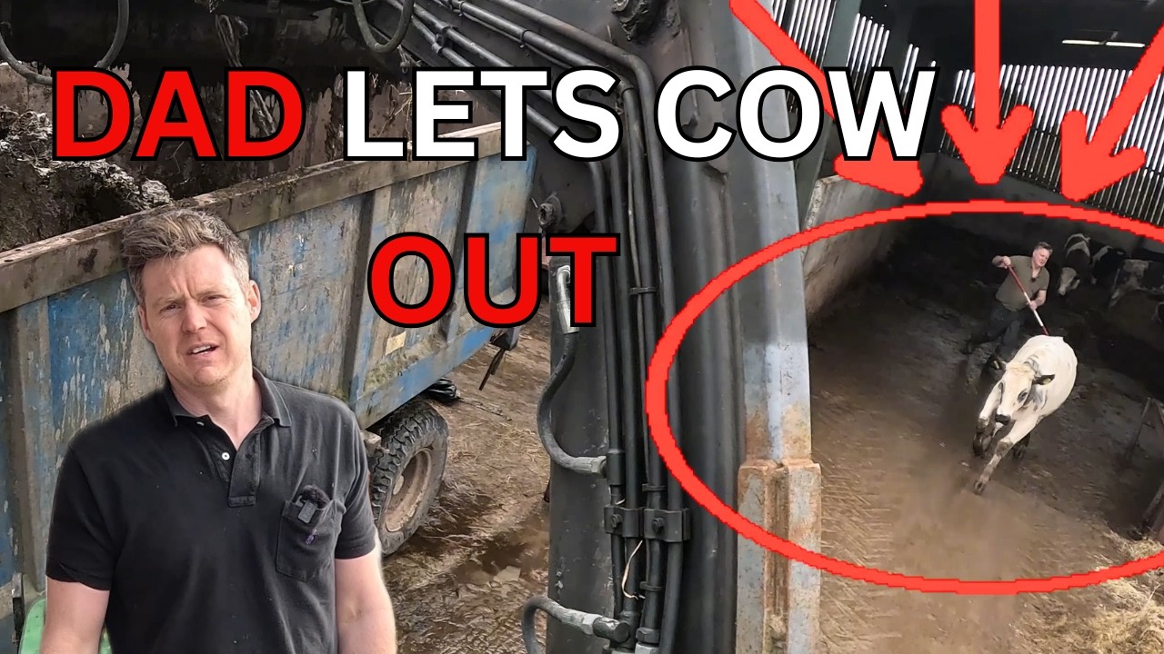 Escaped Cows, Dad’s Meltdown, and Developers Destroy Our Fence
