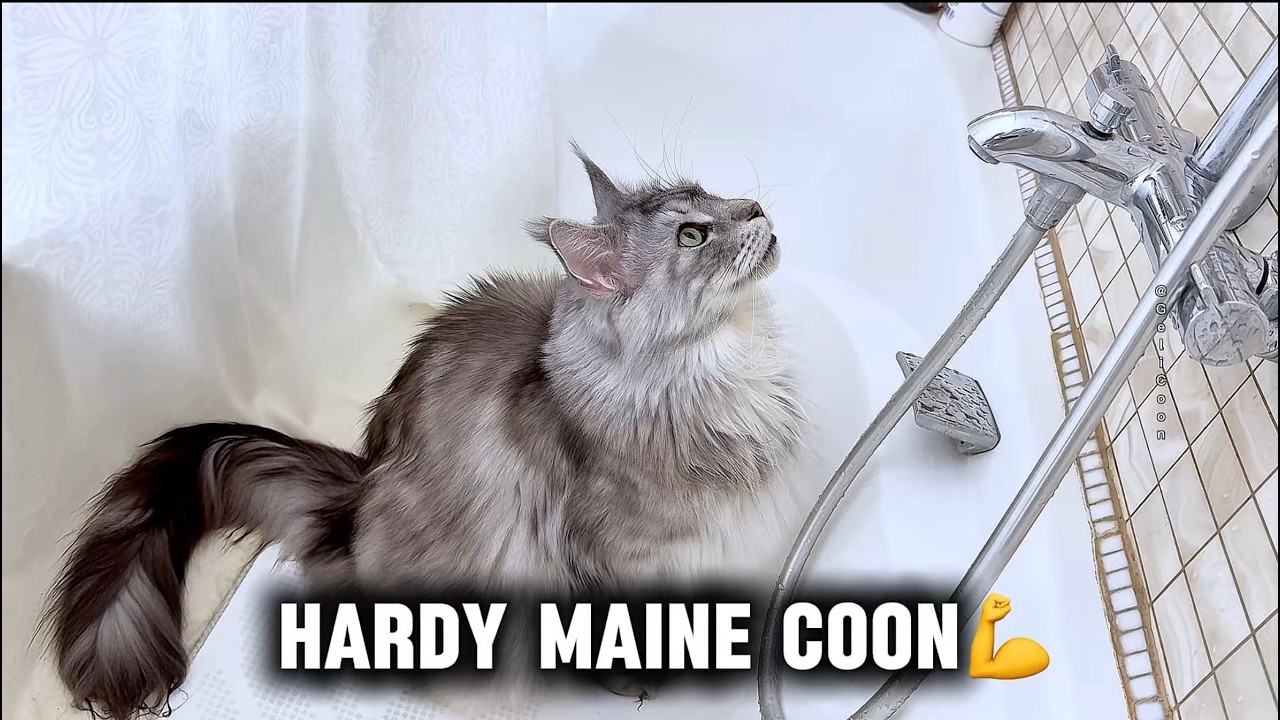 This Cat Has Unlimited Patience or 8 Minutes Waiting… a Few Drops💦