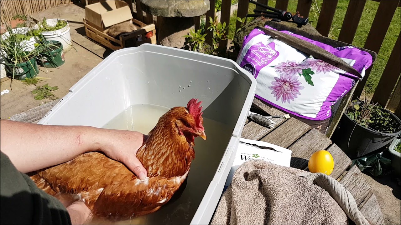 Rescue Hens | 45 | Chickpea's Epsom salt bath (long)