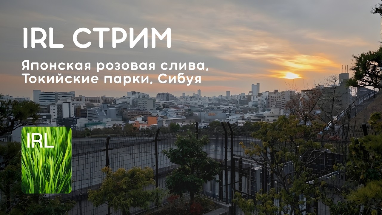 Стрим 14.02.2026: ИРЛ В ТОКИО - СЛИВА, ЯПОНСКИЕ ПАРКИ, СИБУЯ