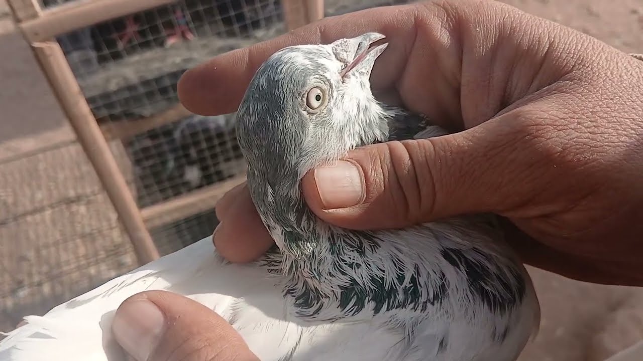 Rawalpindi Birds Market Khana Pull 18th January 2026
