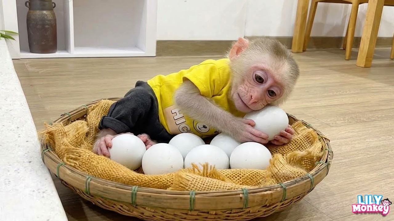 Funny Moments of Monkey Lily! 🐵 She&rsquo;s Too Smart!
