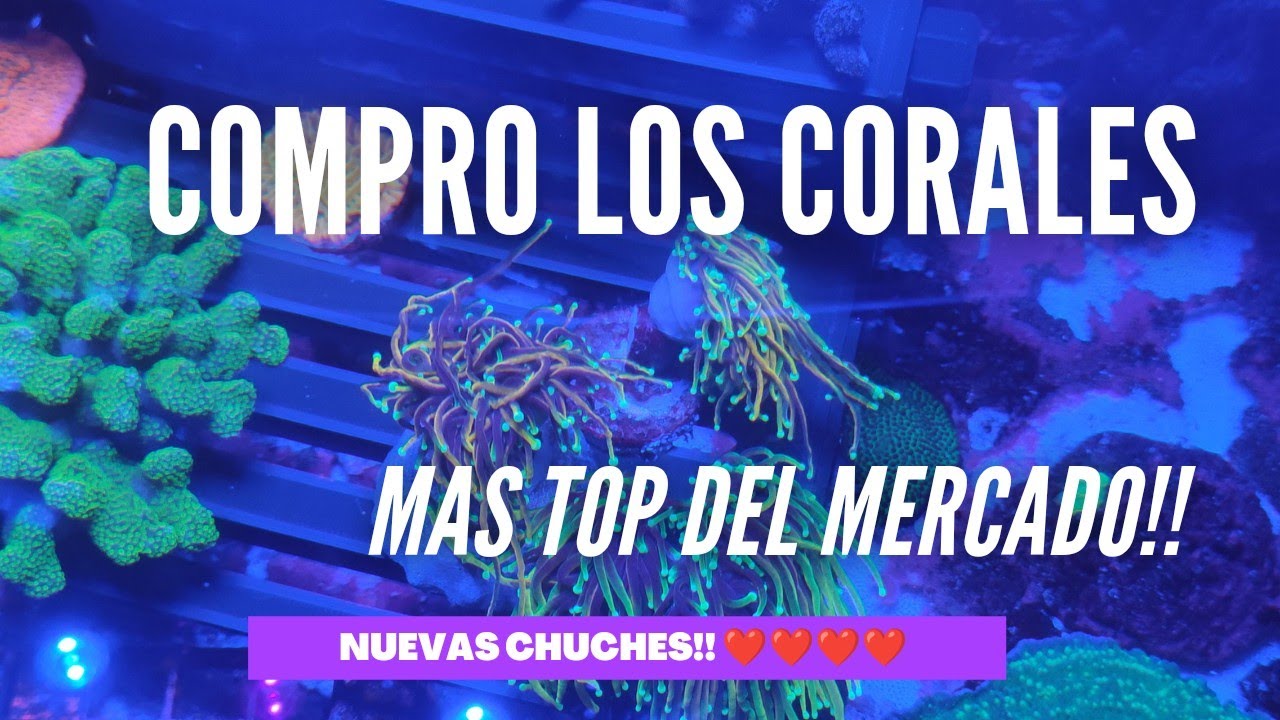 📌📌COMPRO LOS CORALES MÁS TOP DEL MERCADO!! Euphilia HellFire, DrsgonSoul, Montipora Beach Bum y MAS