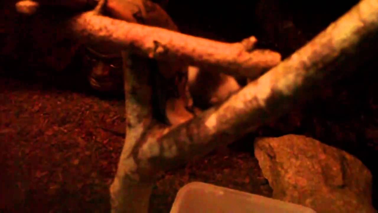 jeune boa constrictor