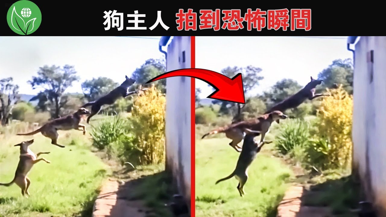 【毛孩驚悚實錄】狗主人們拍下20個最恐怖瞬間！這些影片將讓你徹夜難眠...（網友集體崩潰：牠們到底看到什麼？）#被攝像機捕捉到#奇怪的視頻#奇怪的狗