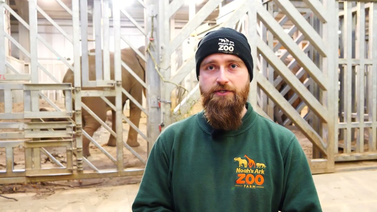 Catch up with lead keeper Tom as he demonstrates how we take care of our elephants' feet 🐘