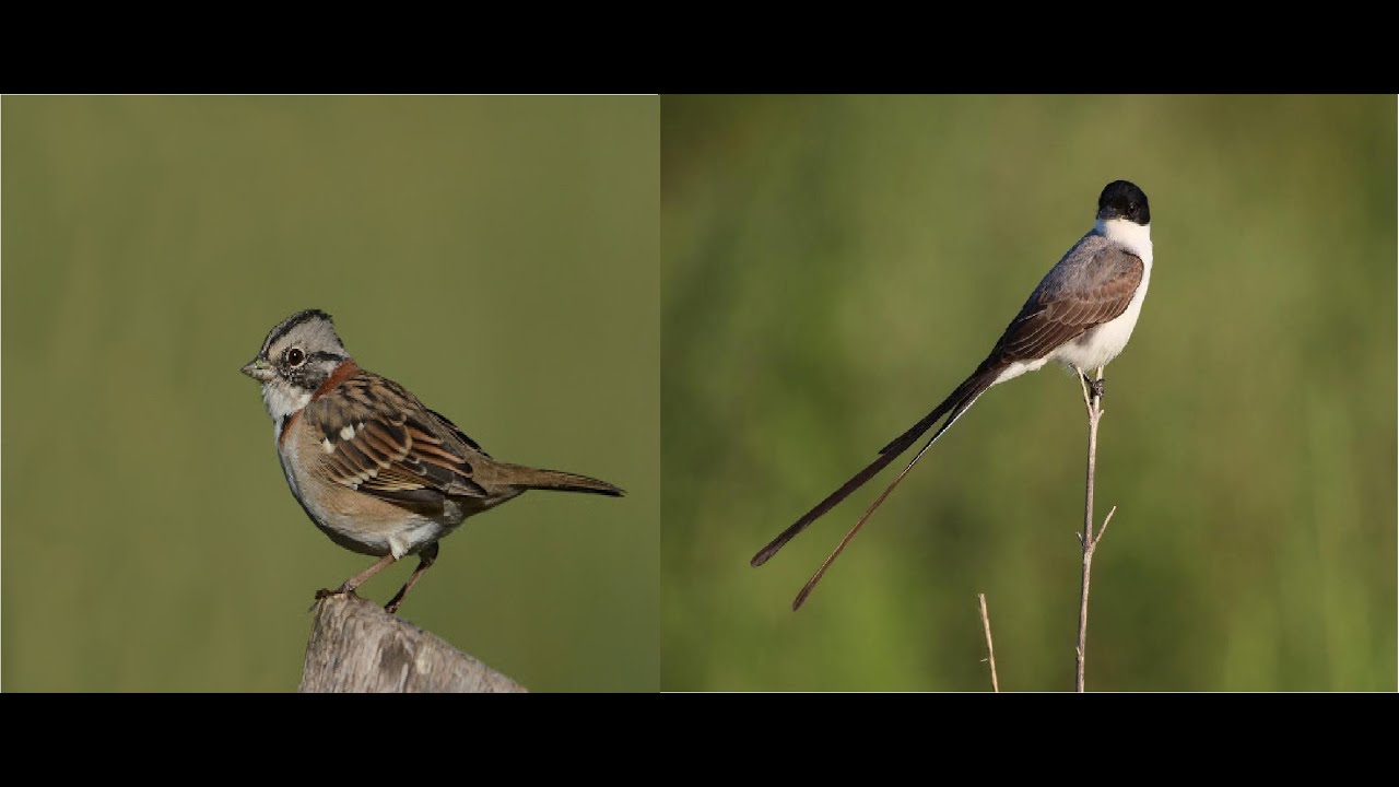 P&aacute;jaro Chingolo, P&aacute;jaro Tijereta | NaturalMENTE
