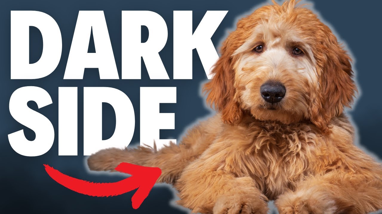 What NOBODY Tells You About Goldendoodles