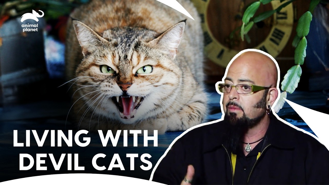 Evil Cats Pushing Humans To Breaking Points | My Cat From Hell S4 E13,14,15 | Animal Planet India