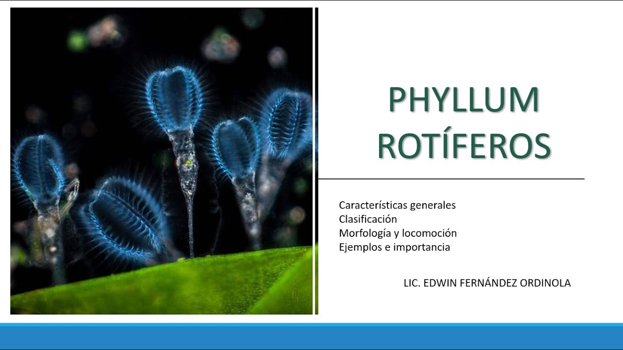 ZOOLOGÍA- Phyllum Rotíferos