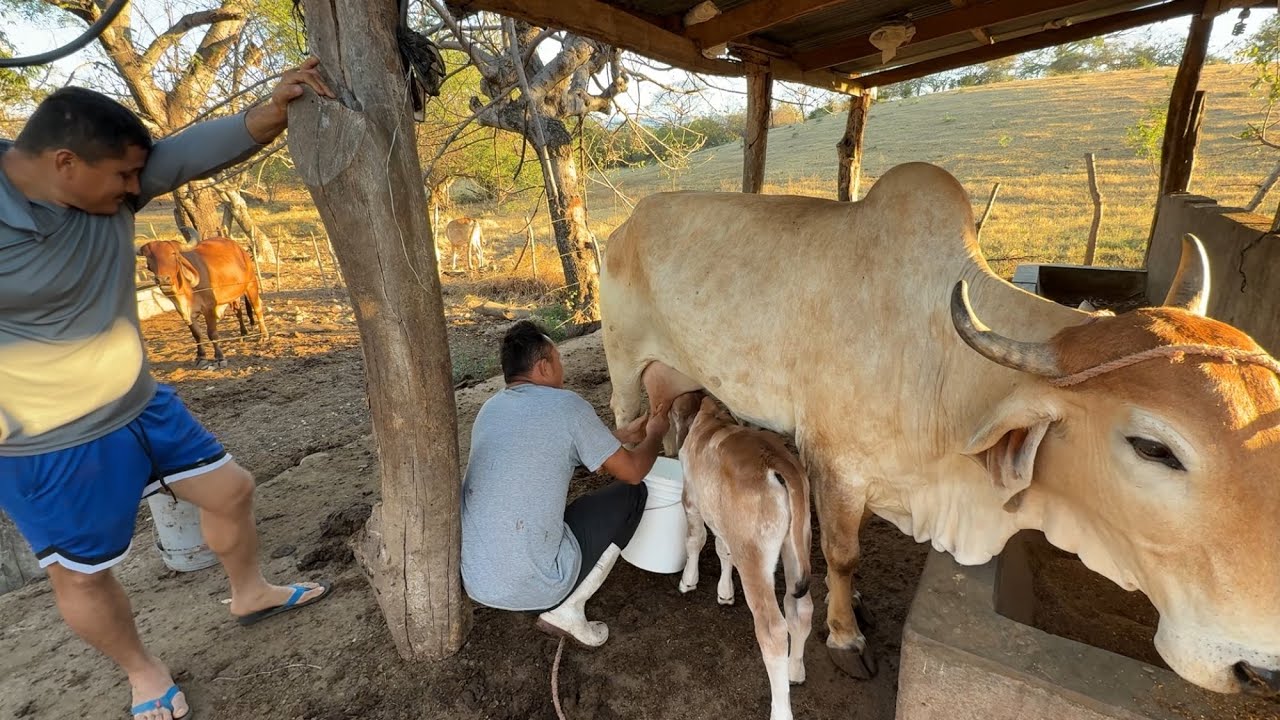 Ordeñando la linda vaca que rifaremos en febrero 
