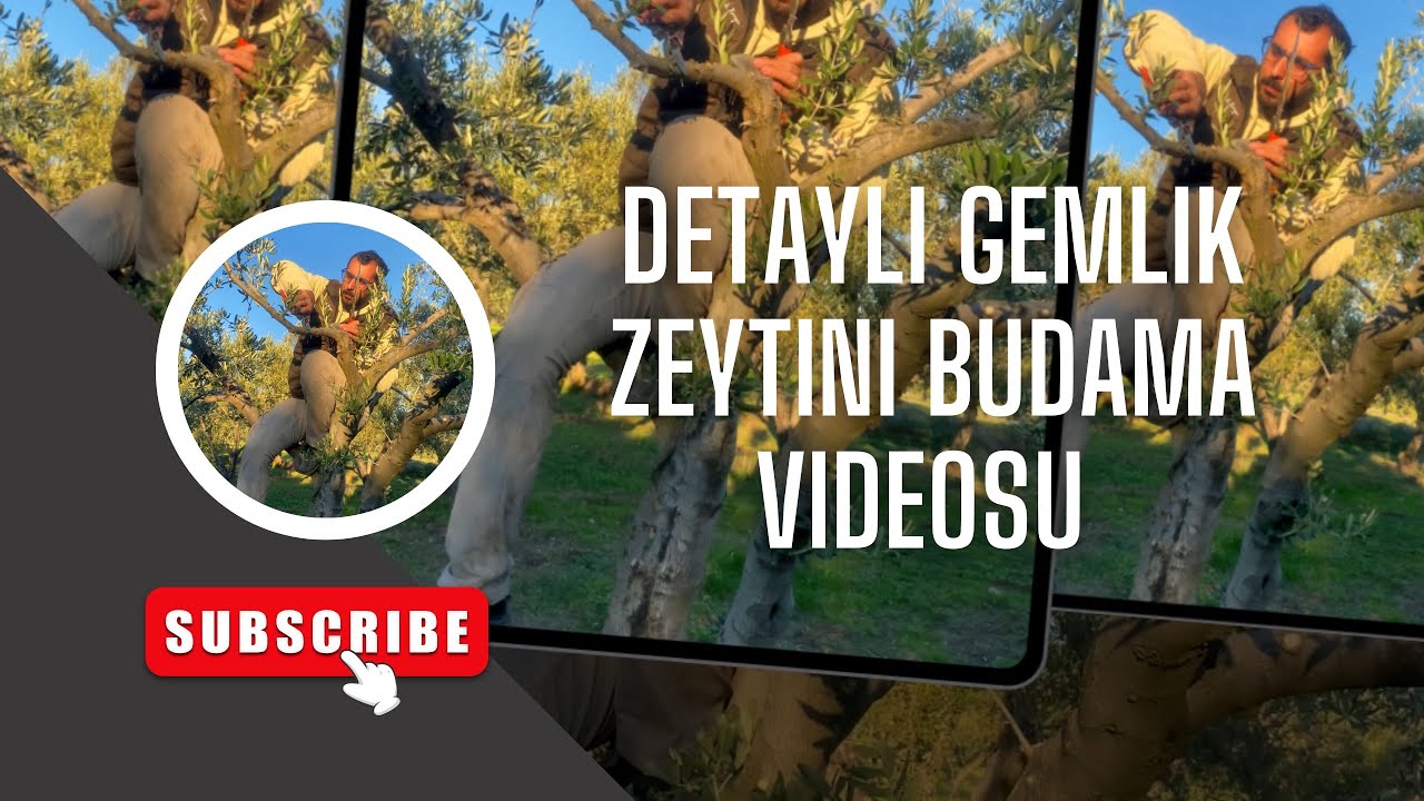 Bakımsız Gemlik Zeytin ağacında İyileştirme Budaması #zeytinbudaması #zeytin