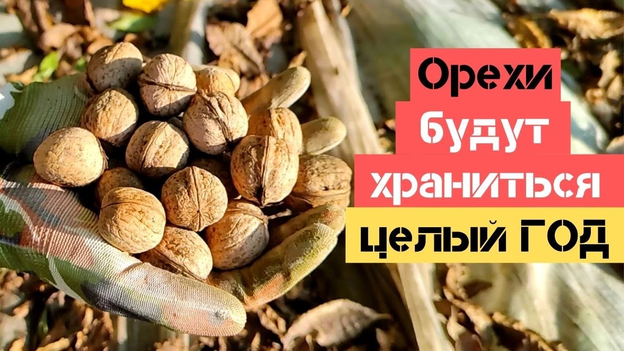 Сделайте так и грецкие орехи будут храниться ЦЕЛЫЙ ГОД / Огород дяди Вовы