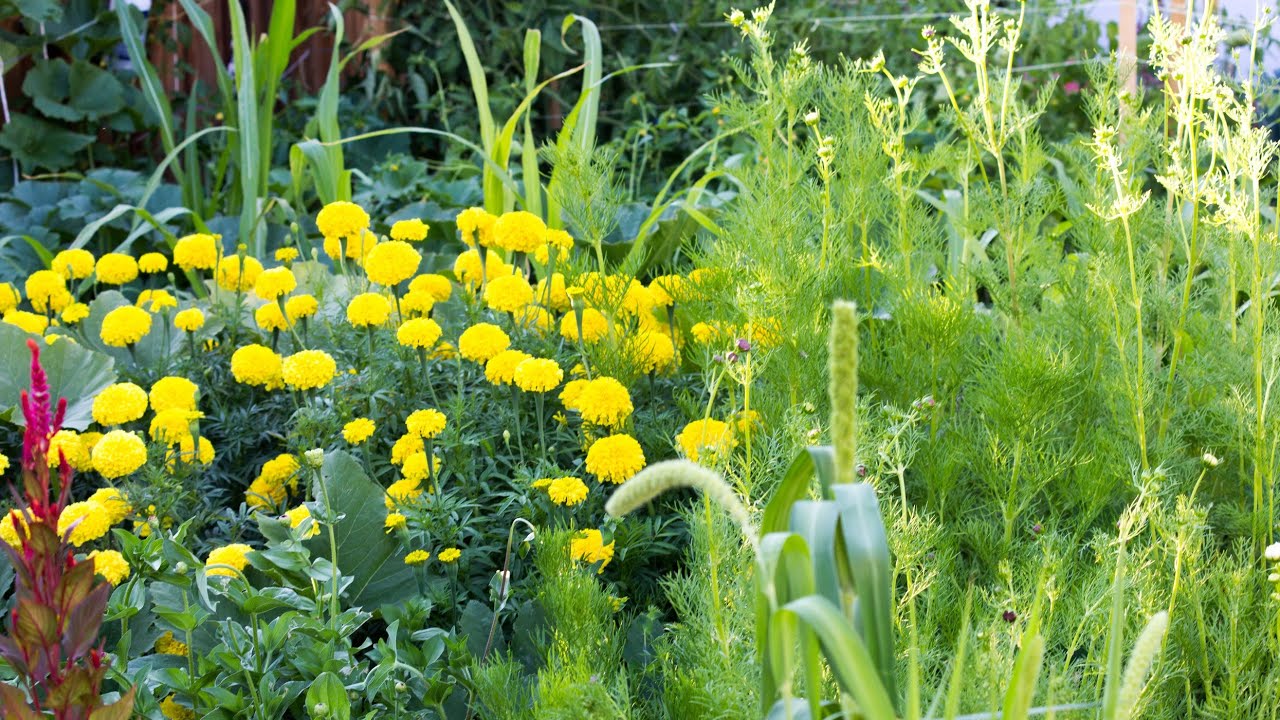 Best companion planting flowers for the vegetables Garden