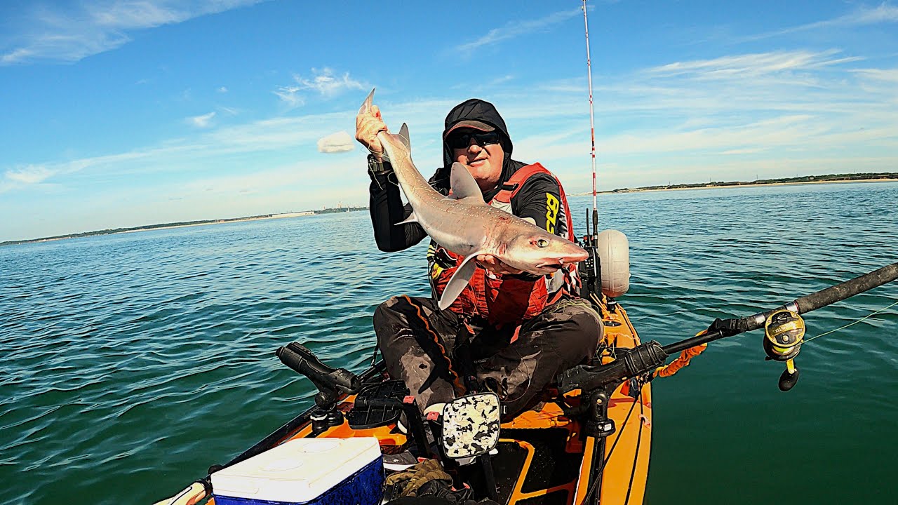 fishing for smoothhound