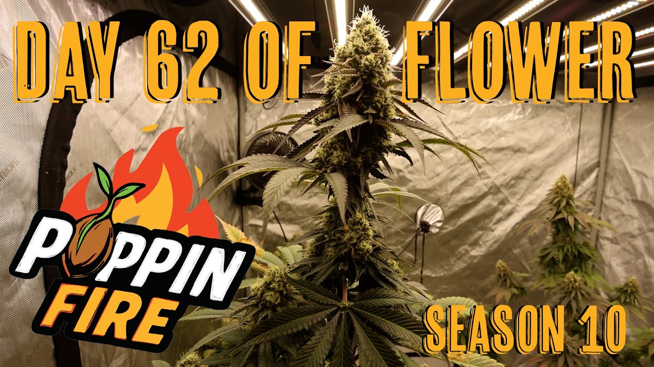 Poppin Fire Pre Harvest
