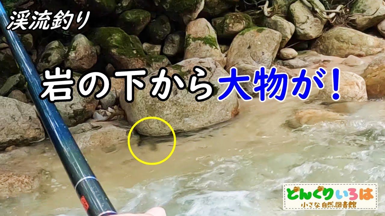 岩の下の大物！【渓流釣り・イワナ】長野県犀川漁協管内
