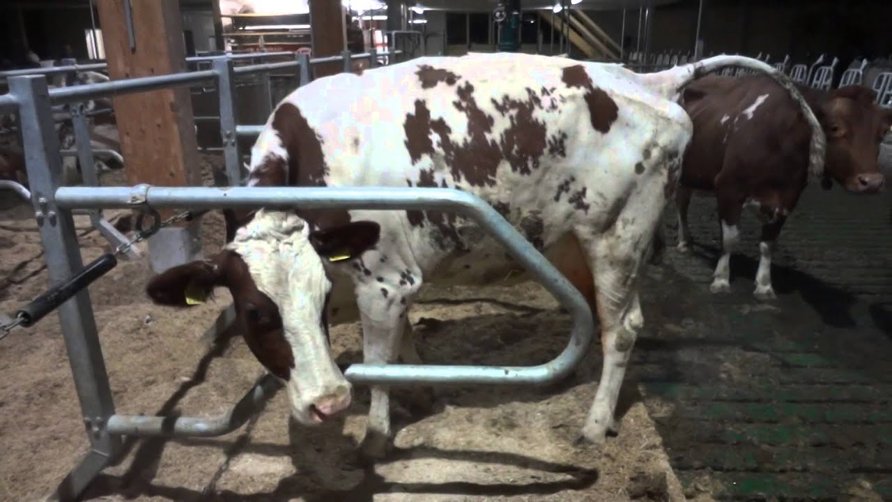 Take care of your cows: Cubicle design for dairy cows with long, deep beds