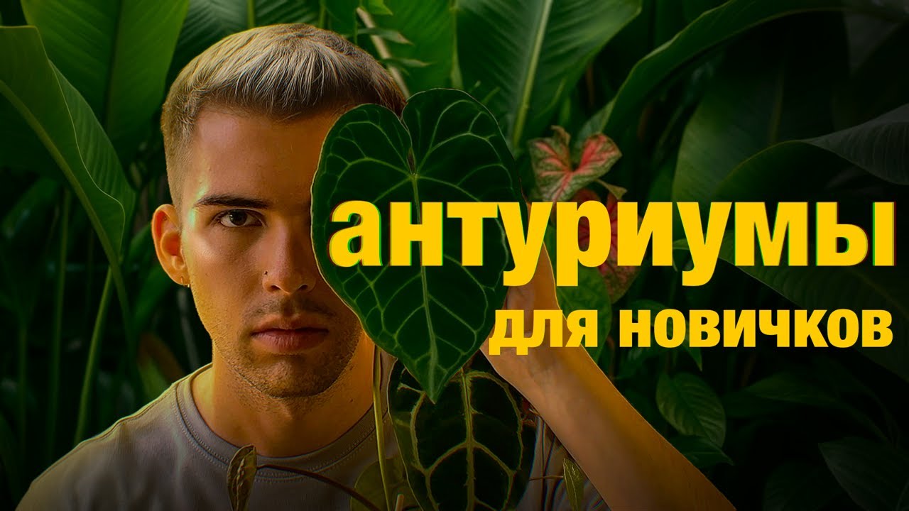 засушить НЕЛЬЗЯ выращивать: АНТУРИУМЫ для новичков // мой опыт + обзор ВСЕХ антуриумов