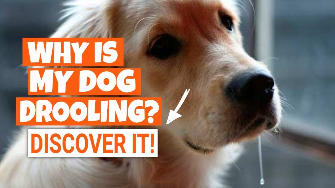 ¿WHY IS MY DOG DROOLING? 🐶When is it normal and when is it not