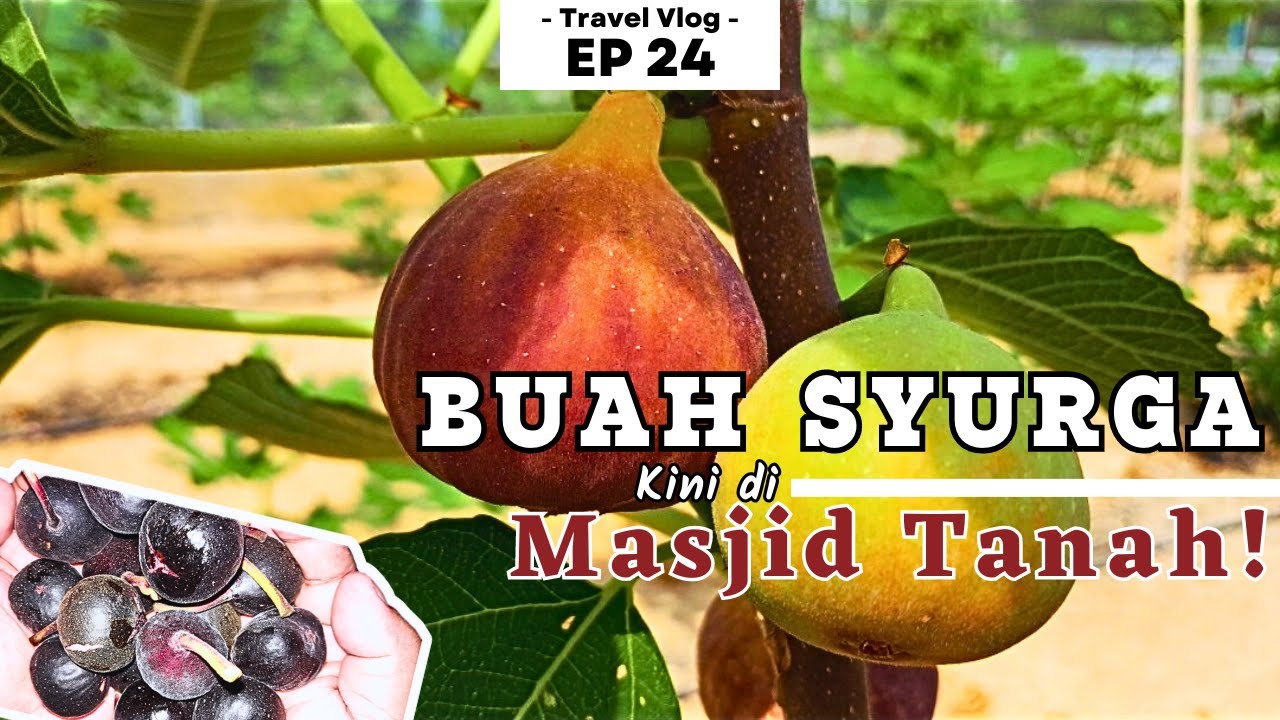 Cikmat Melawat Ladang Buah Tin TERBESAR di Masjid Tanah! | MBS Agro Farm And Figs Valley, Solok Duku