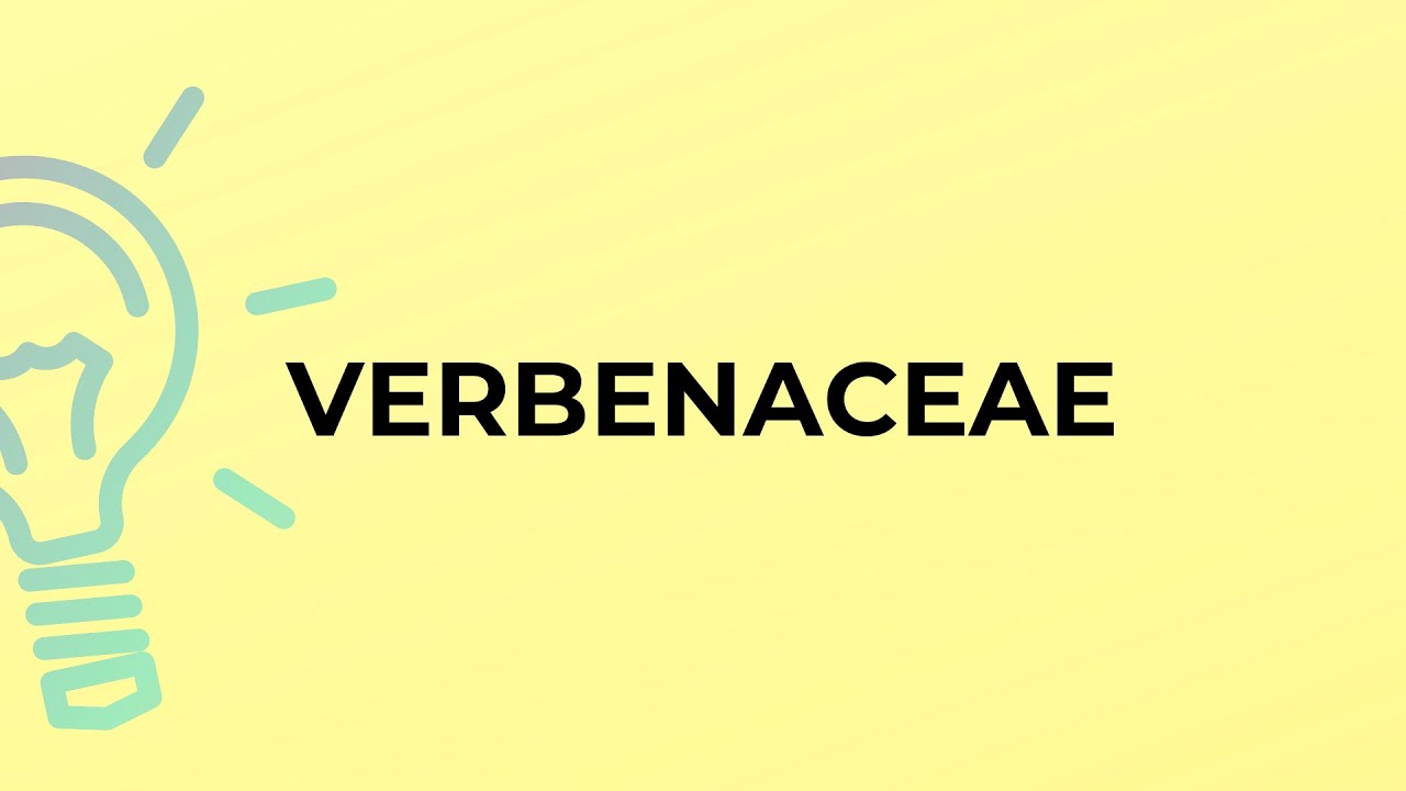 What is the meaning of the word VERBENACEAE?