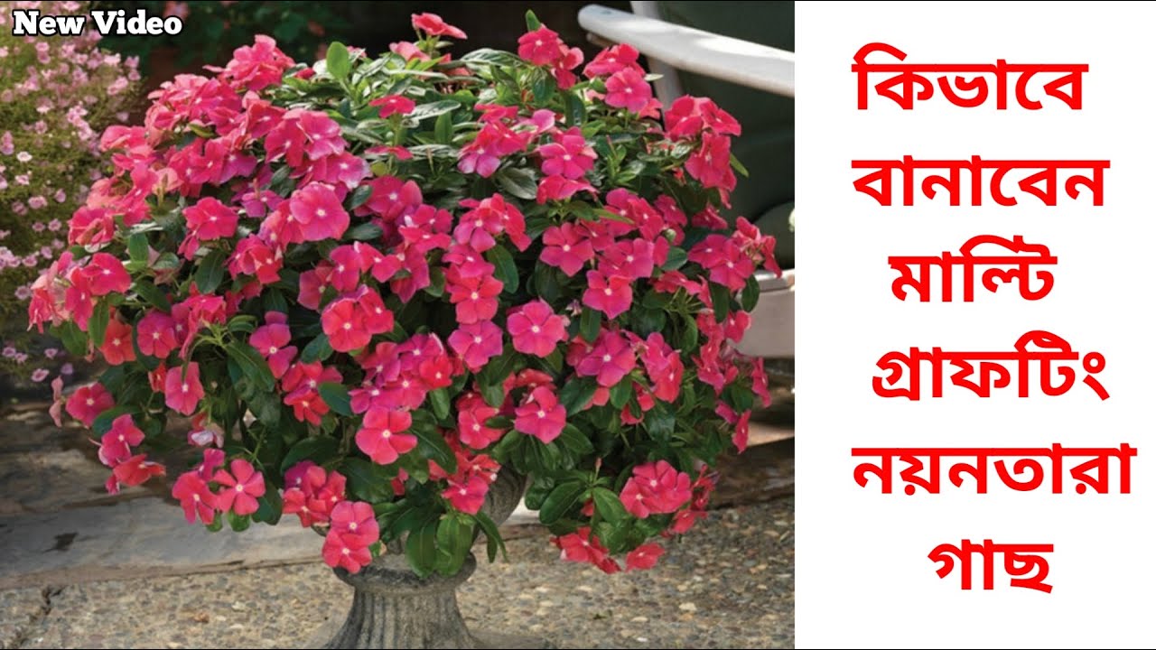 How To Grow Multi Grafting Nayantara Flower Plant At Home || Home Made Multi Grafting Vinca Plant ||
