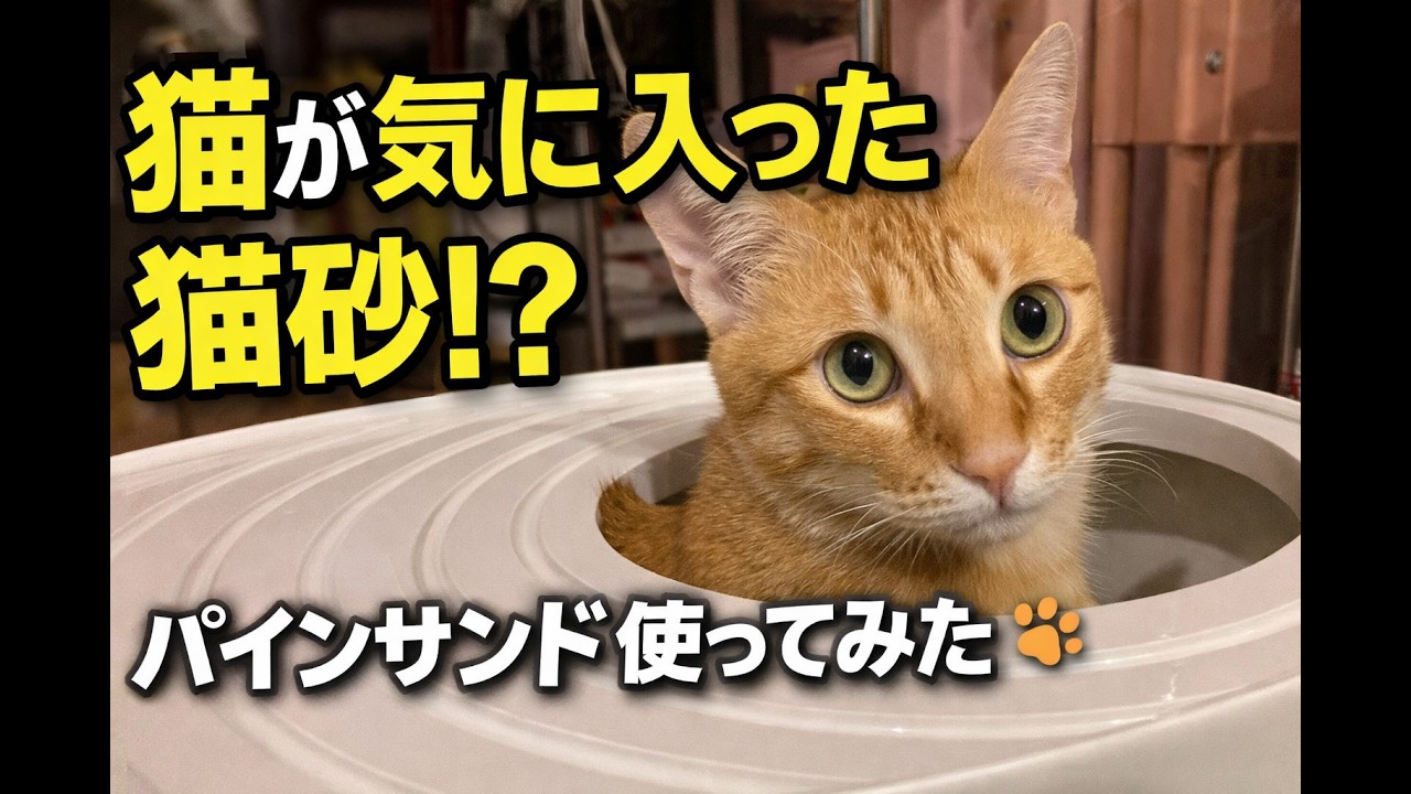 ⭐ 猫が気に入った猫砂！？パインサンドを使ってみた🐾