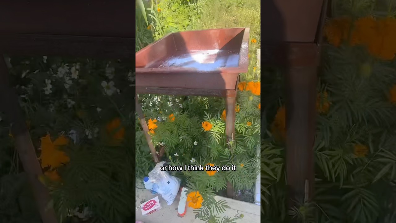 Pranie ubrań jak miejscowi Meksykanie #meksyk #lavadora #dzieńpraniaręcznego