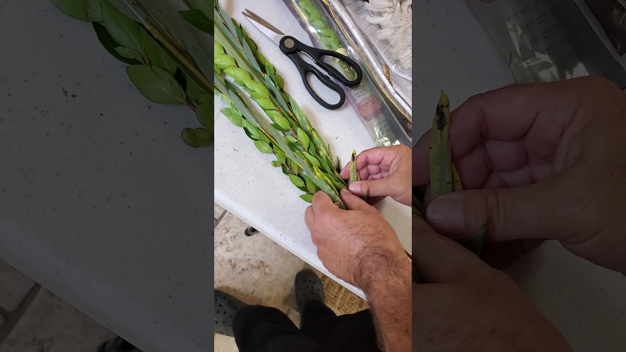 How to tie the  ארבעת המינים  Lulav in the Sephardic way!
