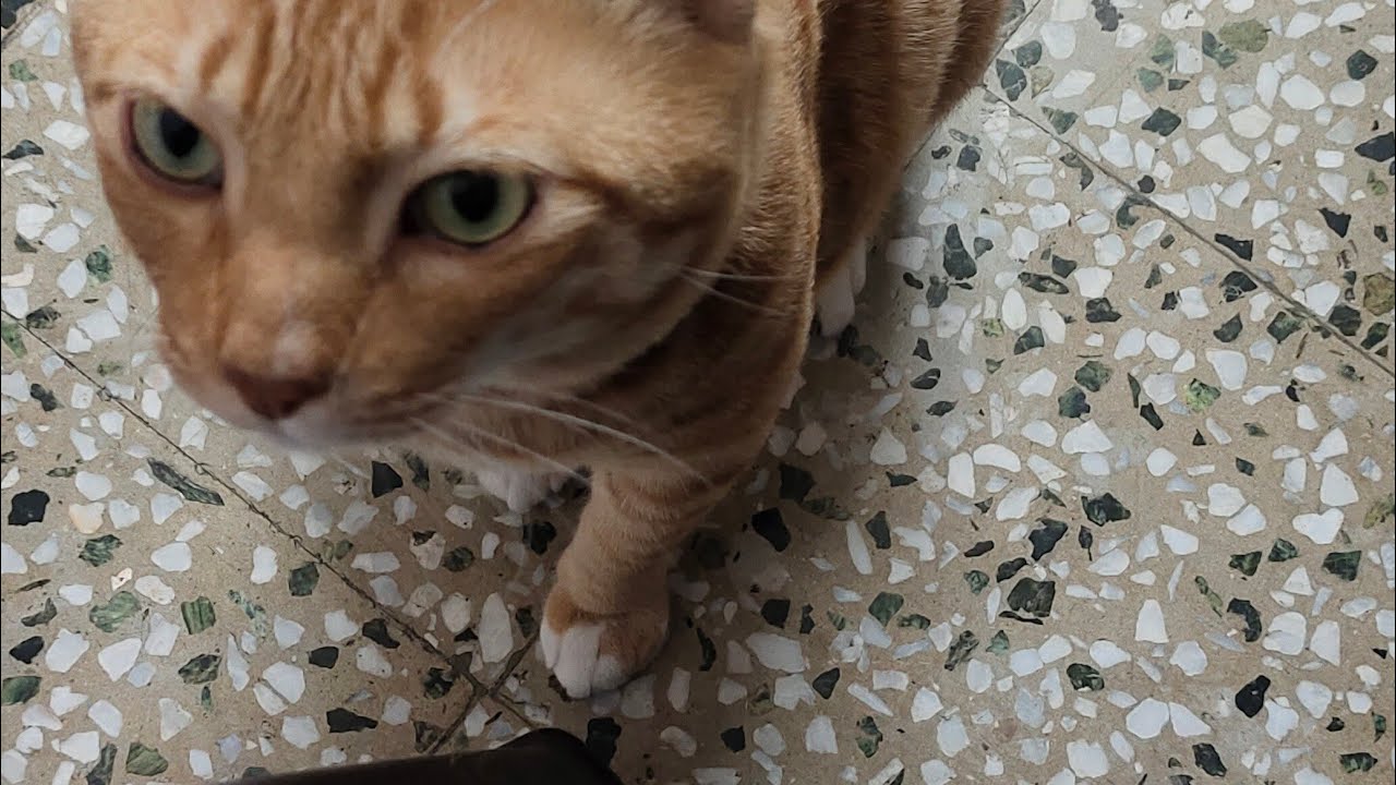 Chumma s attitude!! Funny cat attitude love and anger !!cat videos!!