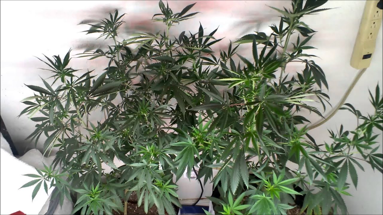 Hyroot's Garden Day 53