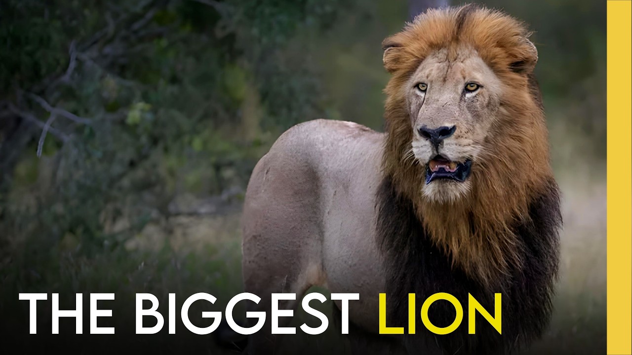 The largest lion in Sabi Sand | Hairy Belly 550 lb