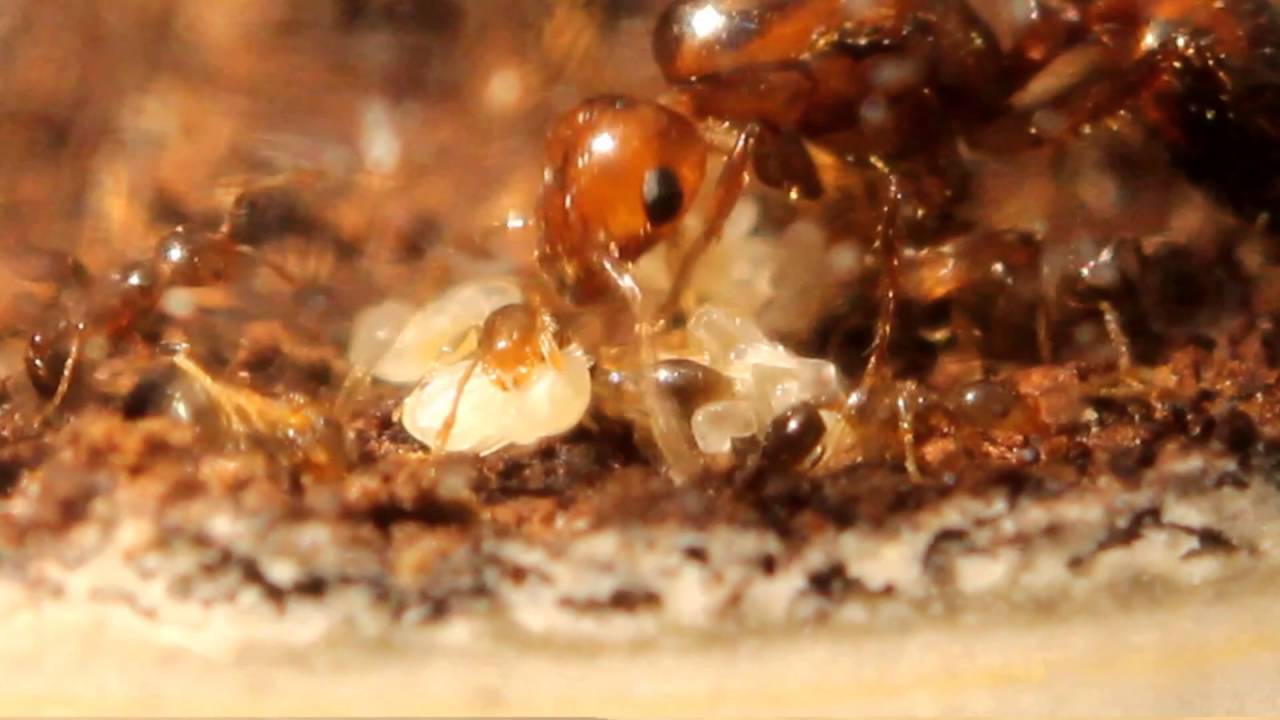 Ant Desk 2