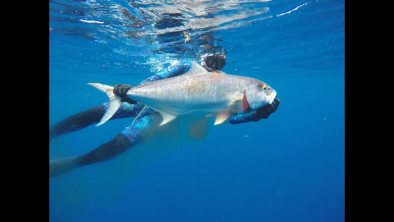 Chasse sous marine Bilou Martinique du 25 avril 2023