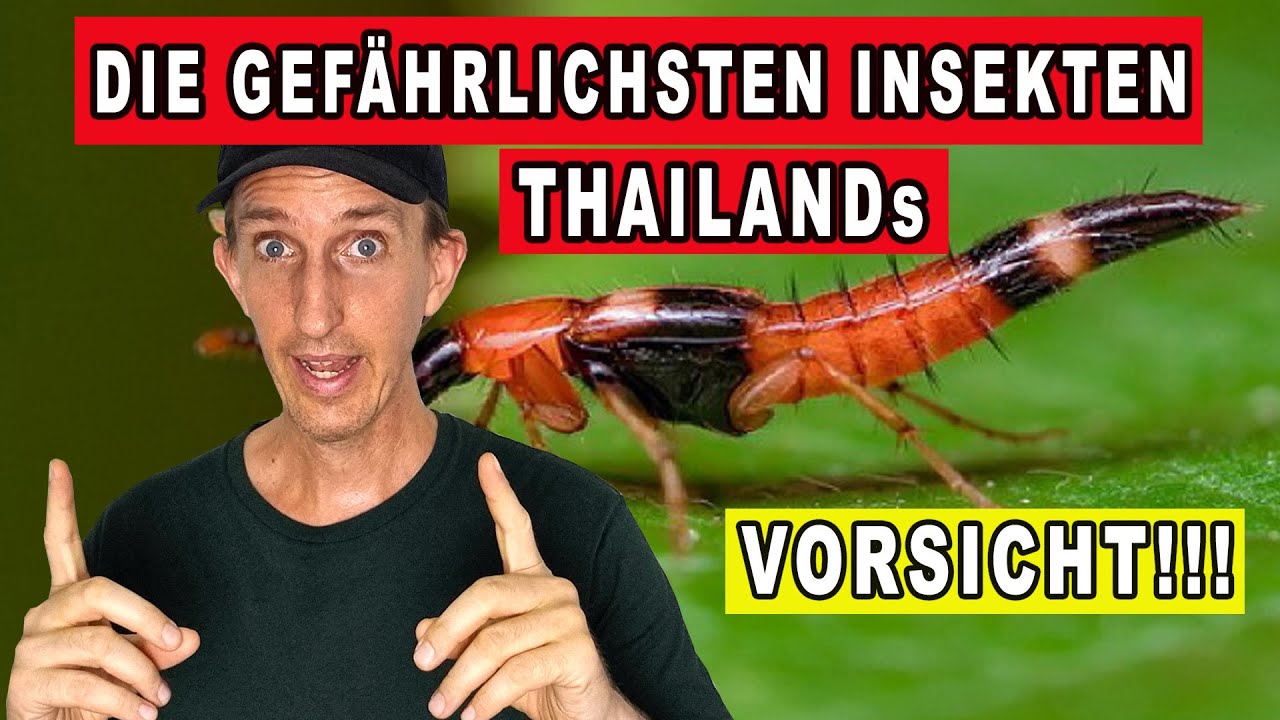 DIE 6 GEFÄHRLICHSTEN INSEKTEN IN THAILAND [Leben in  Thailand]