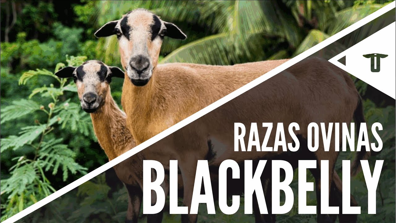 Blackbelly - Panza negra - Barbados | Razas ovinas