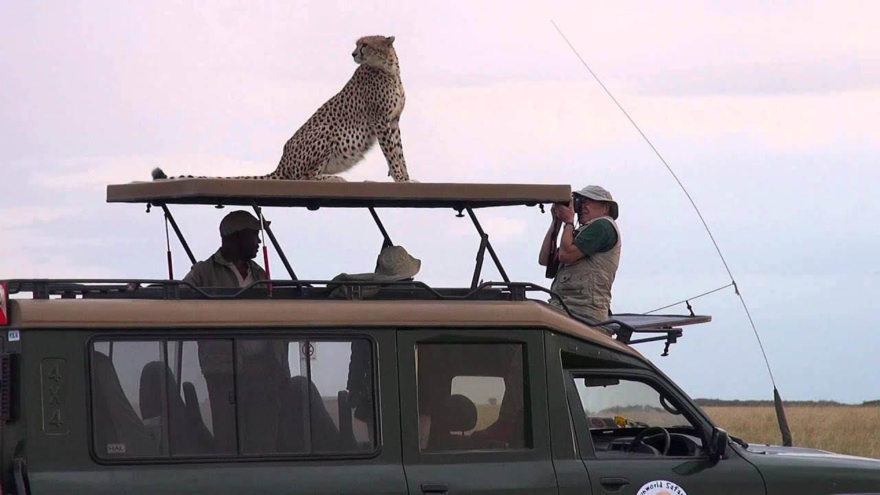 Pooping Cheetah