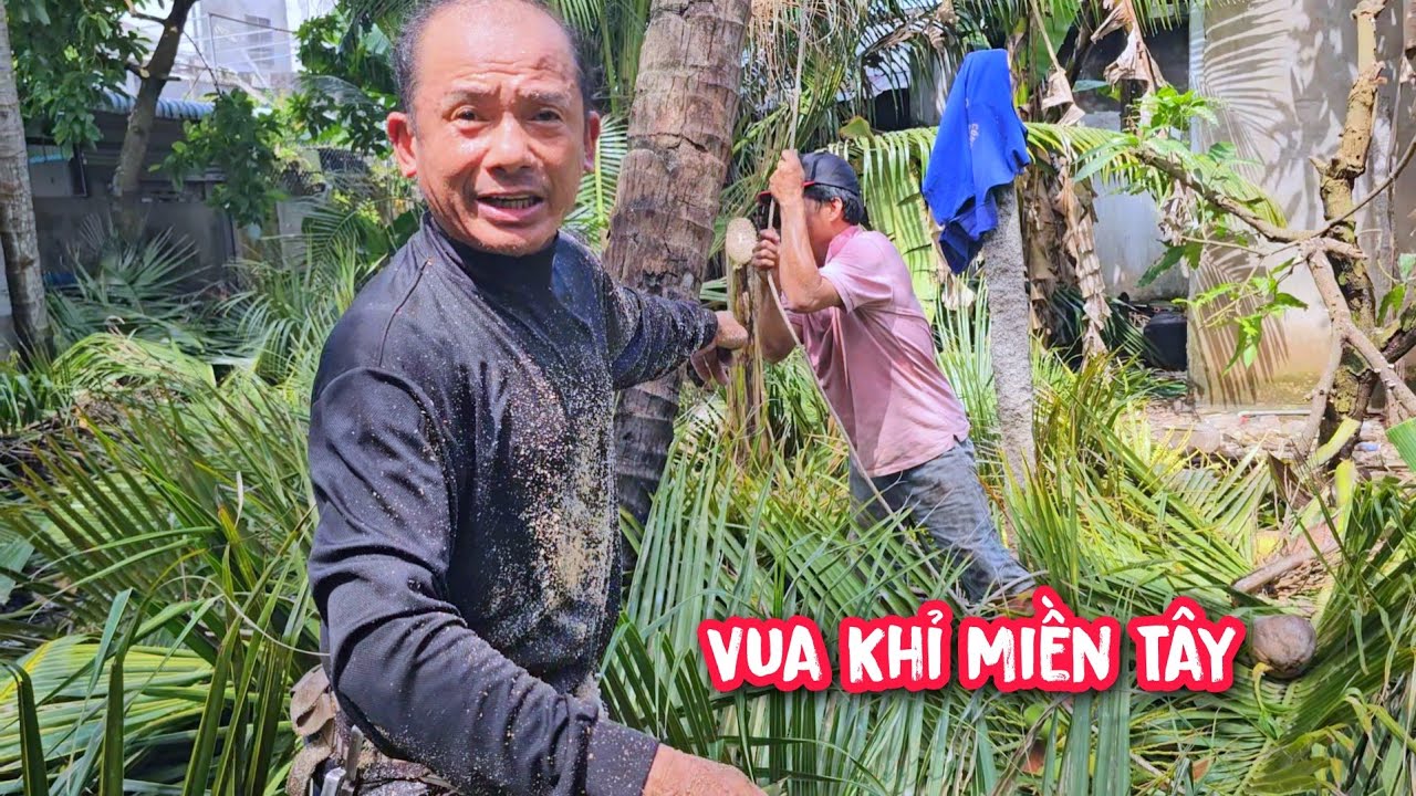 Vua Khỉ quá bức xúc với Bảy Đường khi cưa hạ gốc 3 cây Dừa (1/2)...